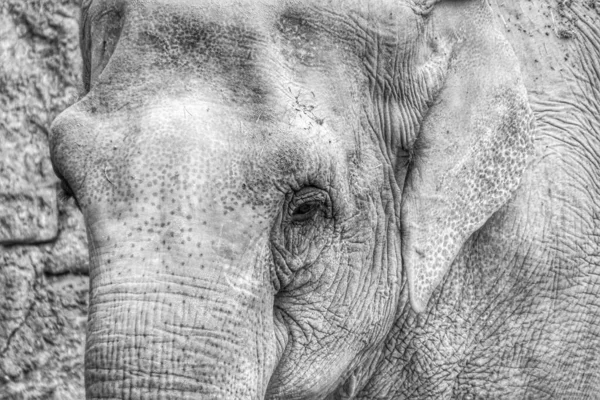 Close Elefante Preto Branco — Fotografia de Stock