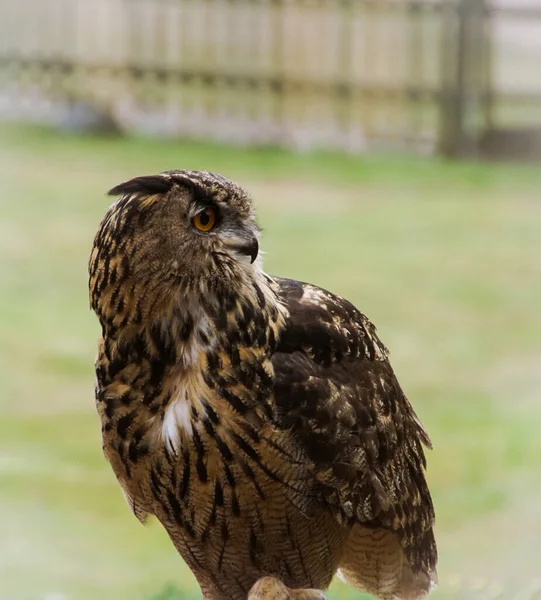 Close Owl Summer — Stock Photo, Image