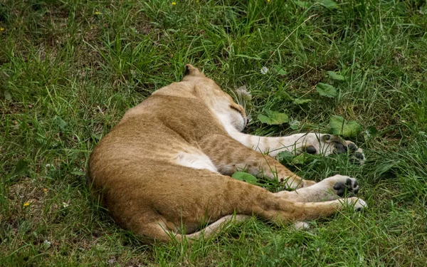 Leão Deitado Cima Campo Coberto Grama — Fotografia de Stock