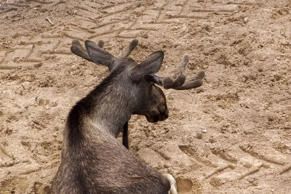 在地面上休息的麋鹿的高角度视图 — 图库照片