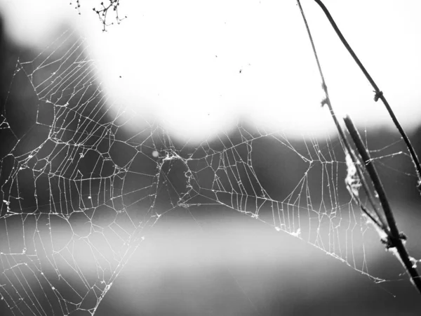 Primer Plano Araña Web Blanco Negro — Foto de Stock
