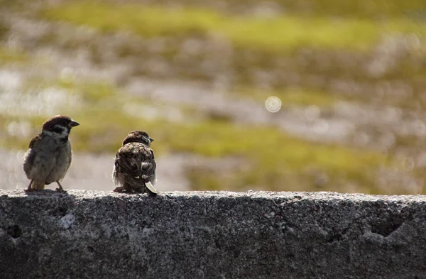 Κοντινό Πλάνο Των Πτηνών Που Σκαρφαλώνουν Στον Τοίχο Συγκράτησης — Φωτογραφία Αρχείου