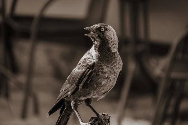 Primer Plano Pájaro Posado Una Silla — Foto de Stock