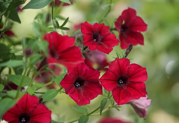 stock image Close up of red potted plant outdoors 