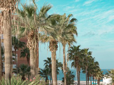 Gökyüzüne Karşı Palmiye Ağaçlarının Düşük Açı Görünümü