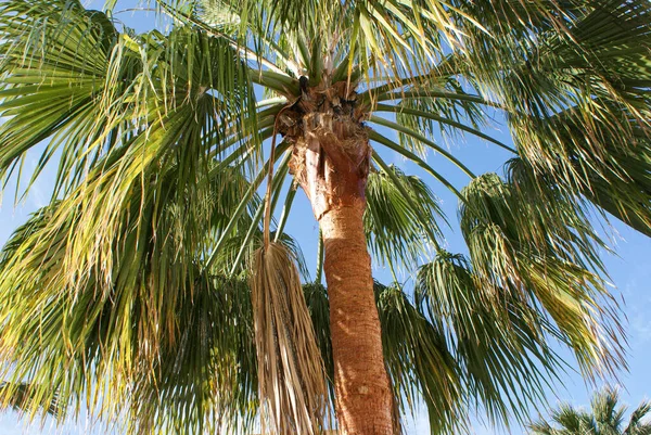 Gökyüzüne Karşı Palmiye Ağaçlarının Düşük Açı Görünümü — Stok fotoğraf