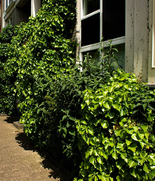 Primer Plano Arbustos Creciendo Edificio —  Fotos de Stock