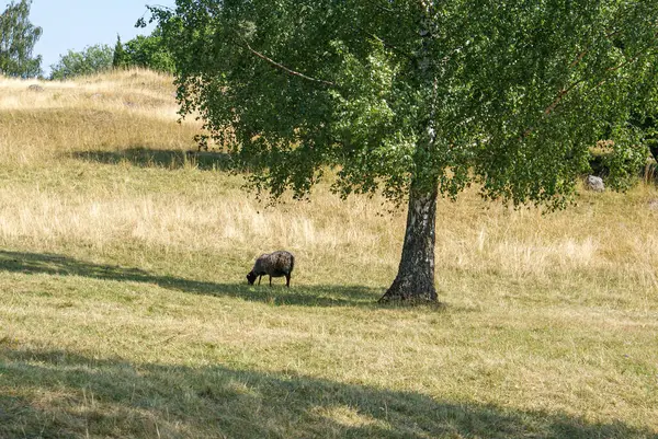 站在草场上的羊的侧视图 — 图库照片