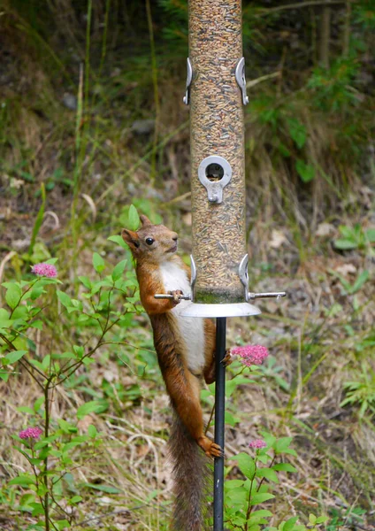 Esquilo Sobe Alimentador Pássaros — Fotografia de Stock