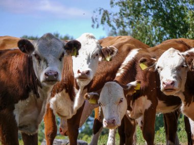 Close up of cows outdoor during the summer 