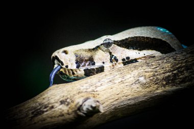 Bir yılanı siyah arkaplana yaklaştır 