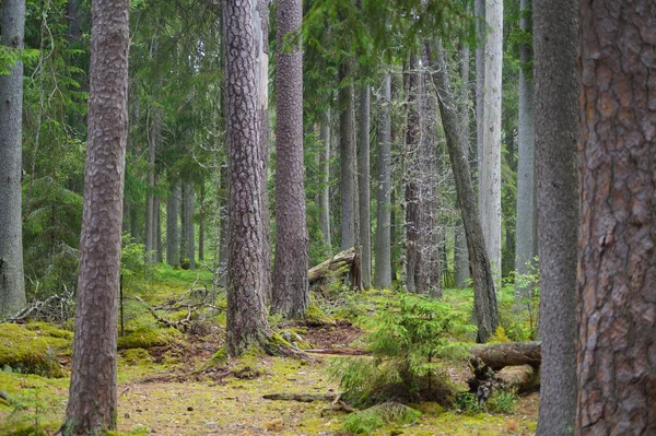 Árvores Que Crescem Floresta Durante Verão — Fotografia de Stock