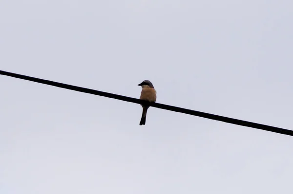 Pájaro Sentado Alambre — Foto de Stock