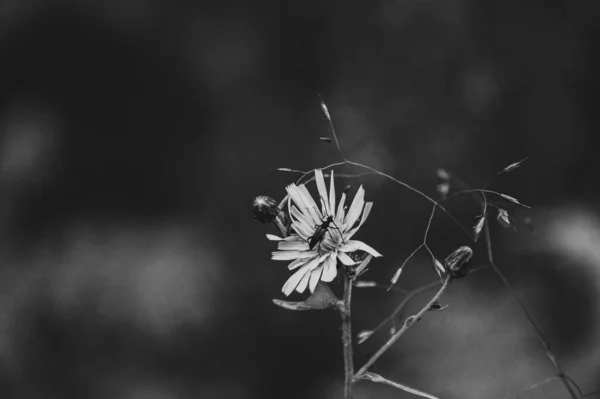 Avvicinamento Insetto Fiore — Foto Stock