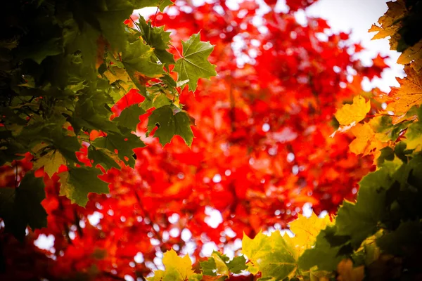 Laag Zicht Bomen Tijdens Herfst — Stockfoto