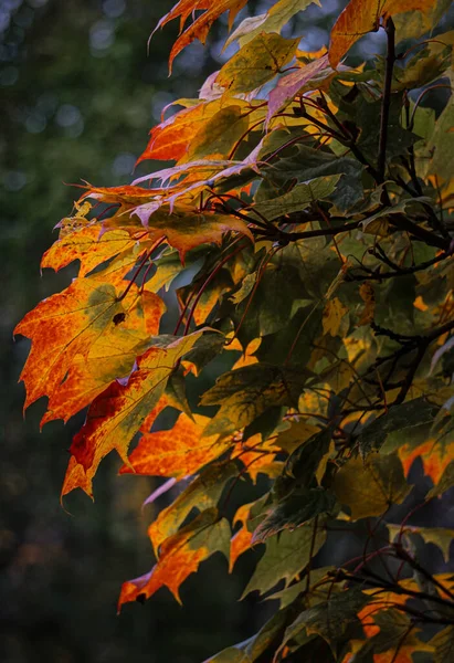 Ağaçtaki Sonbahar Yapraklarını Kapat — Stok fotoğraf