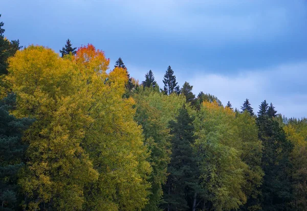 Visão Baixo Ângulo Árvores Contra Céu — Fotografia de Stock