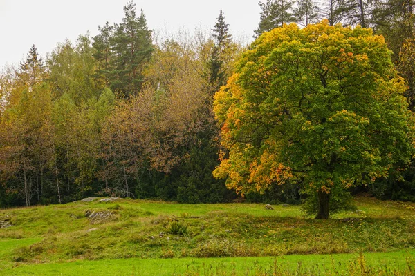 Drzewo Polu Jesienią — Zdjęcie stockowe