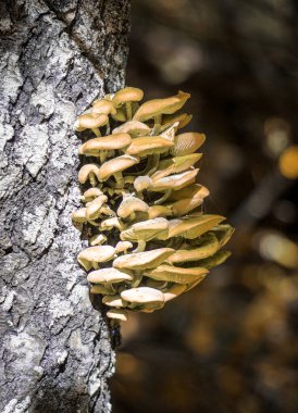 Ağaçta büyüyen mantar görüntüsü 