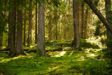 Ormanda büyüyen ağaçlar 