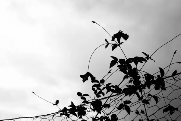 Low Angle View Plant Growing Fence — Stock Photo, Image