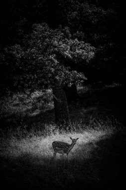 Tarlada duran bir geyik görüntüsü 