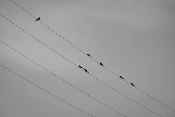 Visão Baixo Ângulo Pássaros Empoleirados Cabos Contra Céu — Fotografia de Stock