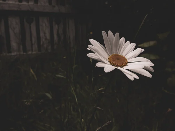 Κλείσιμο Ενός Λευκού Λουλουδιού — Φωτογραφία Αρχείου