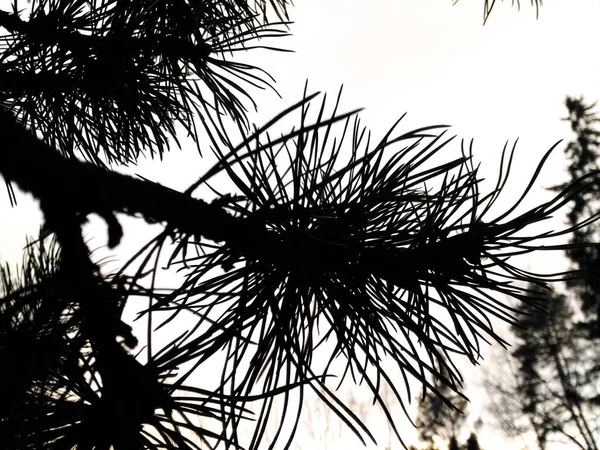 Zavřít Větev Stromu Proti Obloze — Stock fotografie
