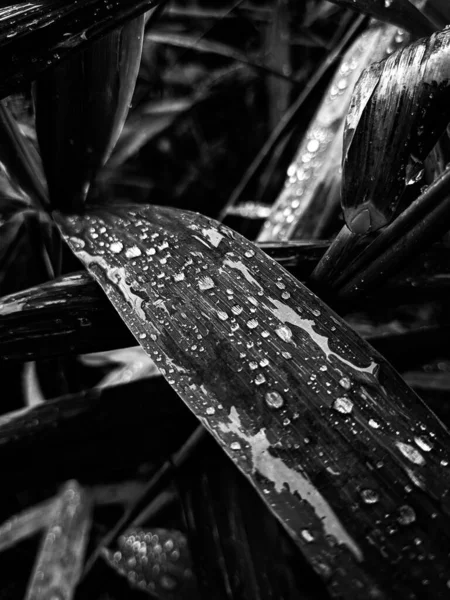 Close Wet Leaves Black White — Stock Photo, Image