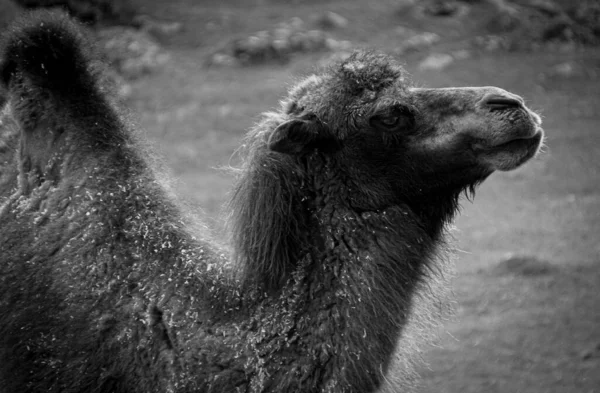 Крупный План Верблюда Поле — стоковое фото
