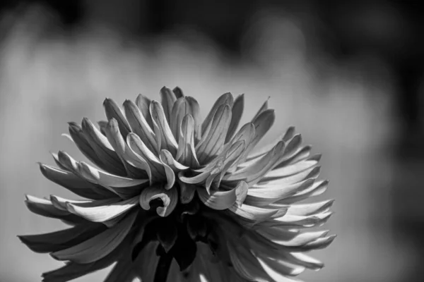 Zbliżenie Roślin Kwitnących Czerni Bieli — Zdjęcie stockowe