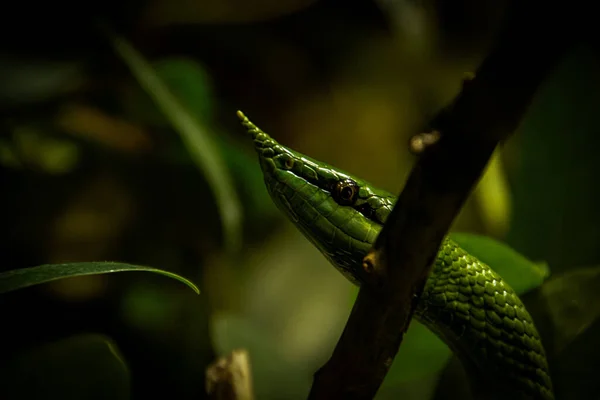 Primer Plano Una Serpiente Verde — Foto de Stock