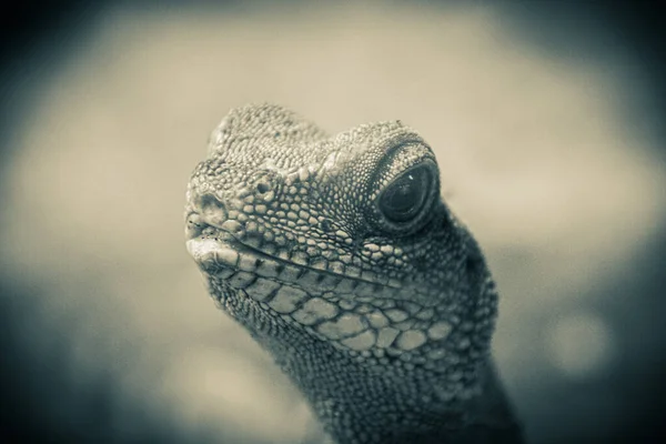 Nahaufnahme Eines Reptils — Stockfoto