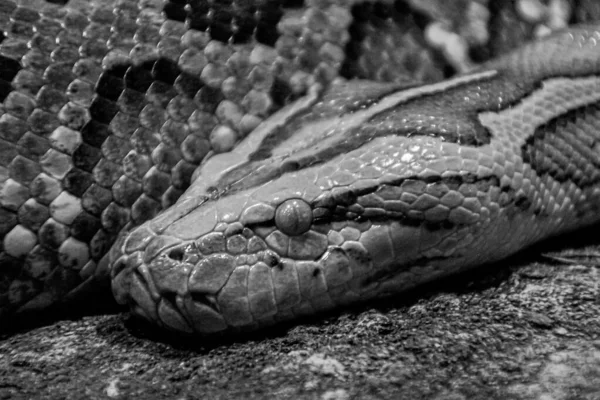 Close Uma Cobra Preto Branco — Fotografia de Stock