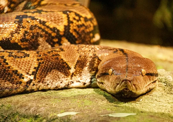 Eine Nahaufnahme Einer Schlange — Stockfoto