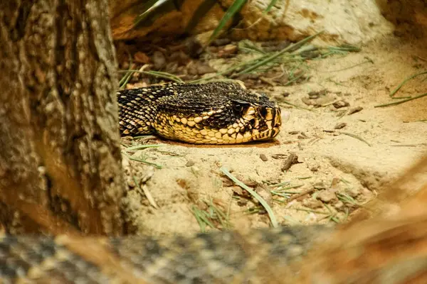 靠近地面上的响尾蛇 — 图库照片