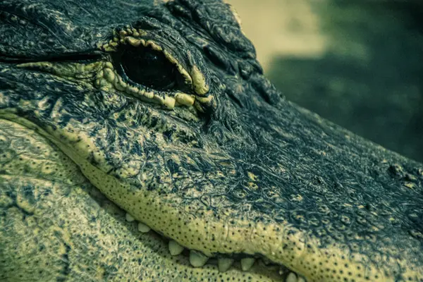 Närbild Alligator — Stockfoto