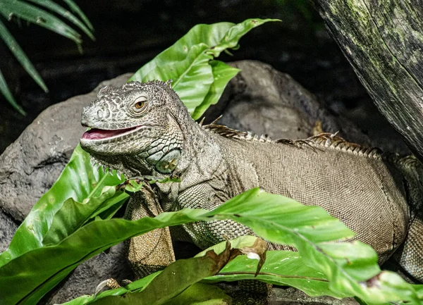 Zbliżenie Iguana Roślinach — Zdjęcie stockowe