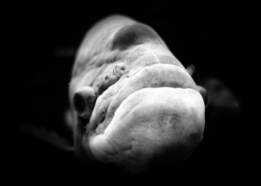 Siyah beyaz bir balığa yaklaş 