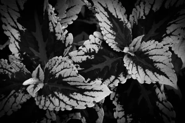 Volledige Frame Shot Van Planten Zwart Wit — Stockfoto