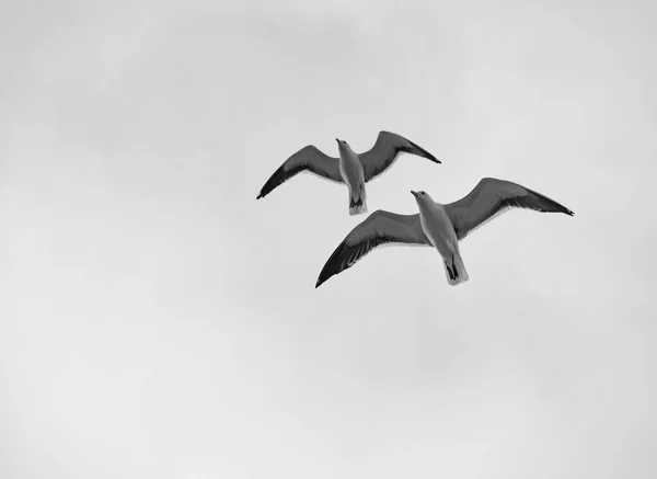 Vista Baixo Ângulo Das Aves Que Voam Contra Céu — Fotografia de Stock
