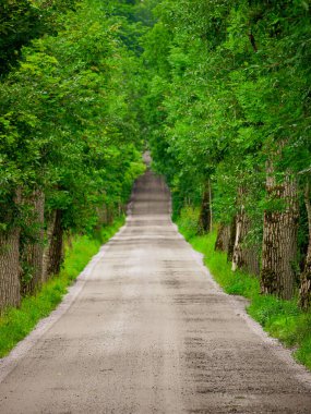 Ormandaki ağaçların arasında boş bir yol