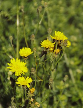 Bir çiçeğe yakın çekim