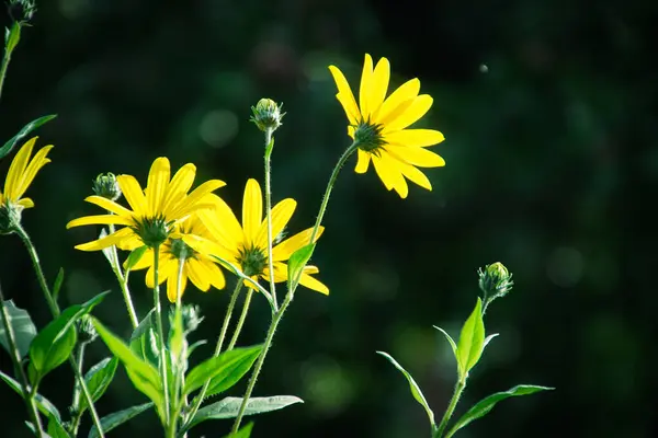 Primer Plano Las Plantas Con Flores Amarillas — Foto de Stock
