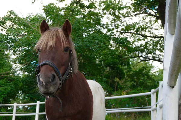Portrét Koně Stojícího Proti Stromům — Stock fotografie