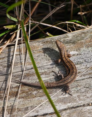 Tahtadaki küçük kertenkelenin yakın çekimi