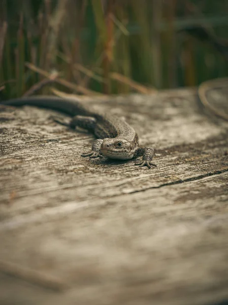 小蜥蜴在木头上的特写 — 图库照片