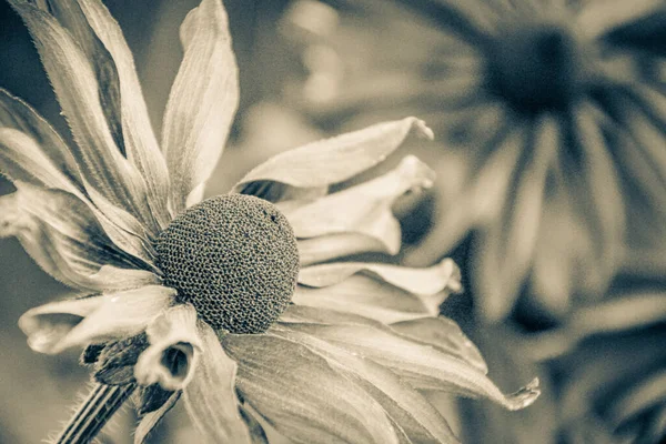 Close Flores Preto Branco — Fotografia de Stock