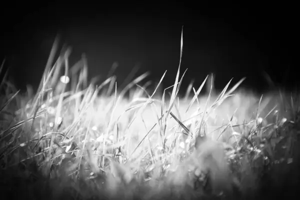 Close Grass Growing Field — Stock Photo, Image